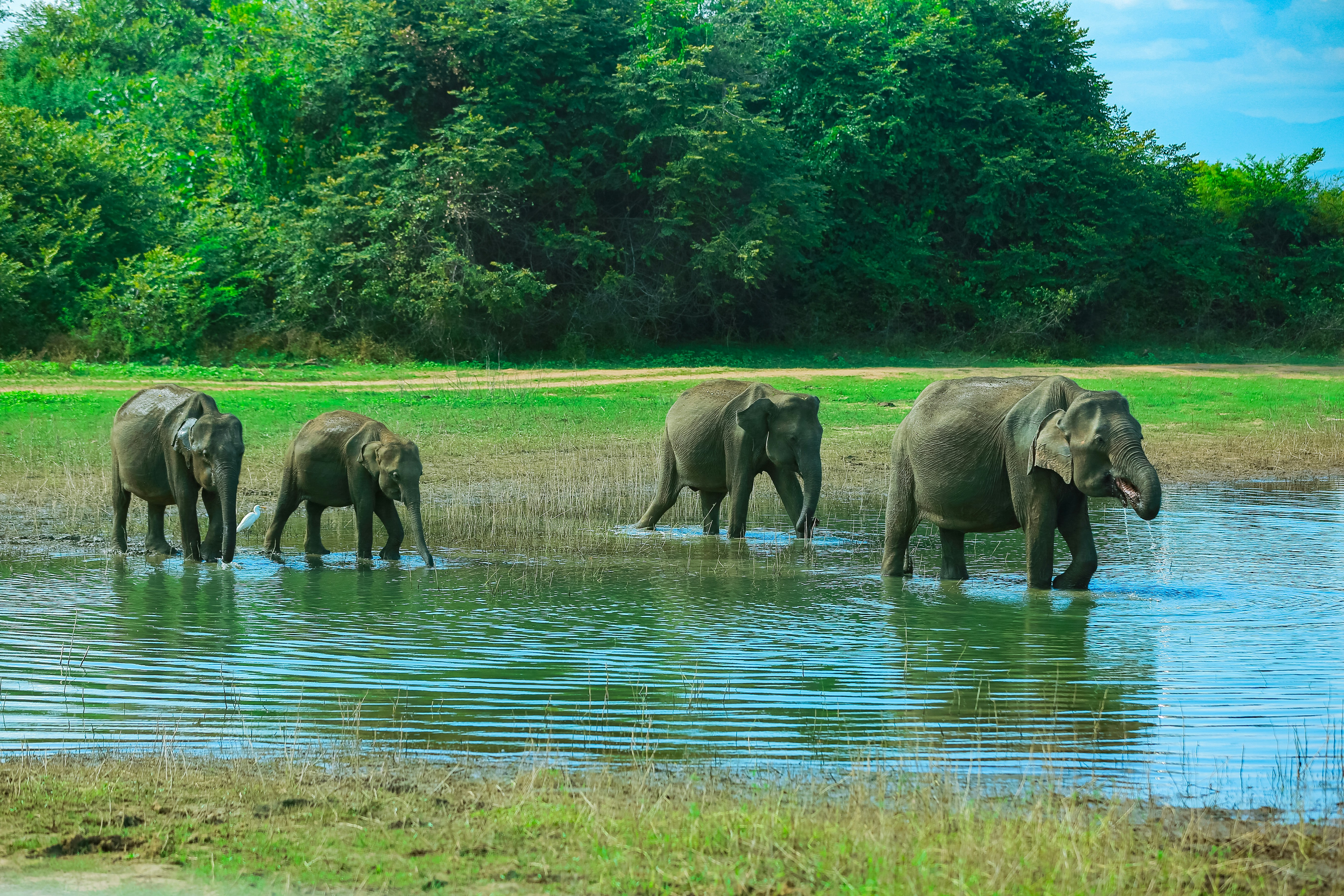 Wildlife Adventure Safari